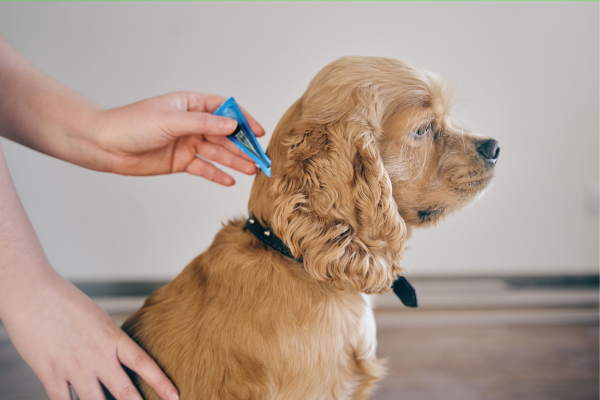 Hoe Je Je Hond Beschermt Tegen Parasieten in Warm Weer