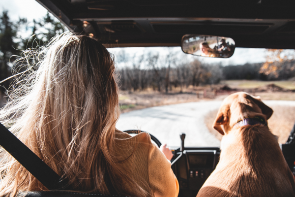 Roadtrip Checklist: Reizen met Honden als een Professional
