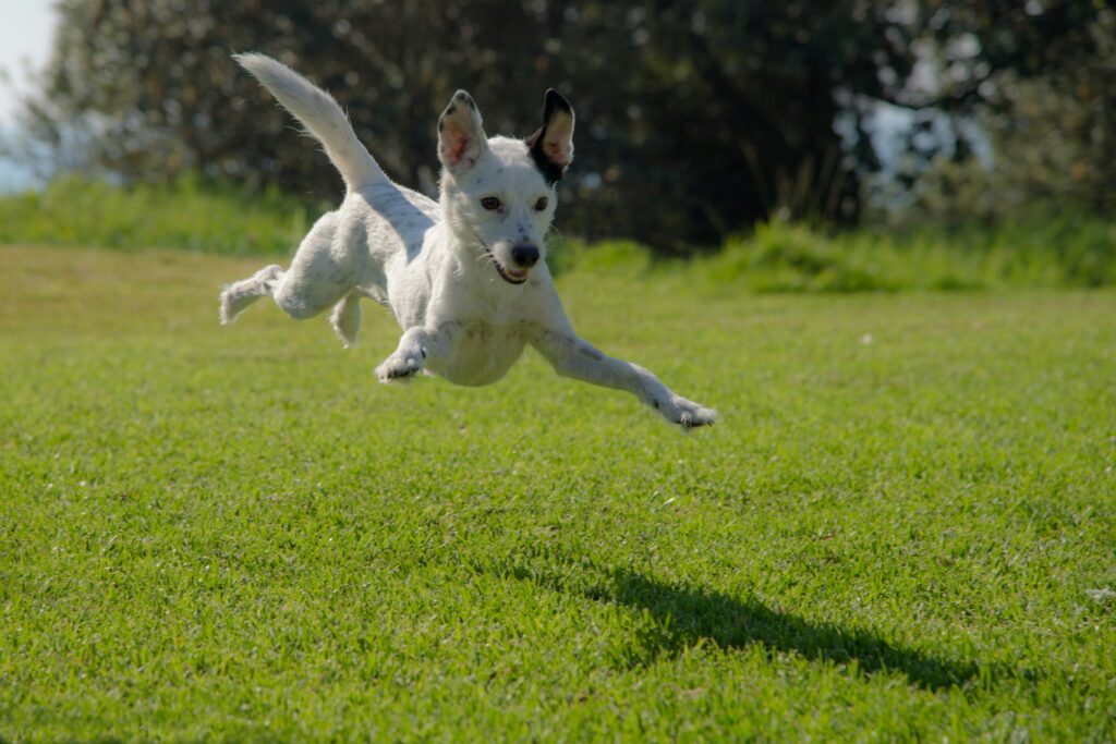 Hoe voorkom je dat je je hond kwijtraakt