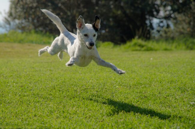 Hoe voorkom je dat je je hond kwijtraakt