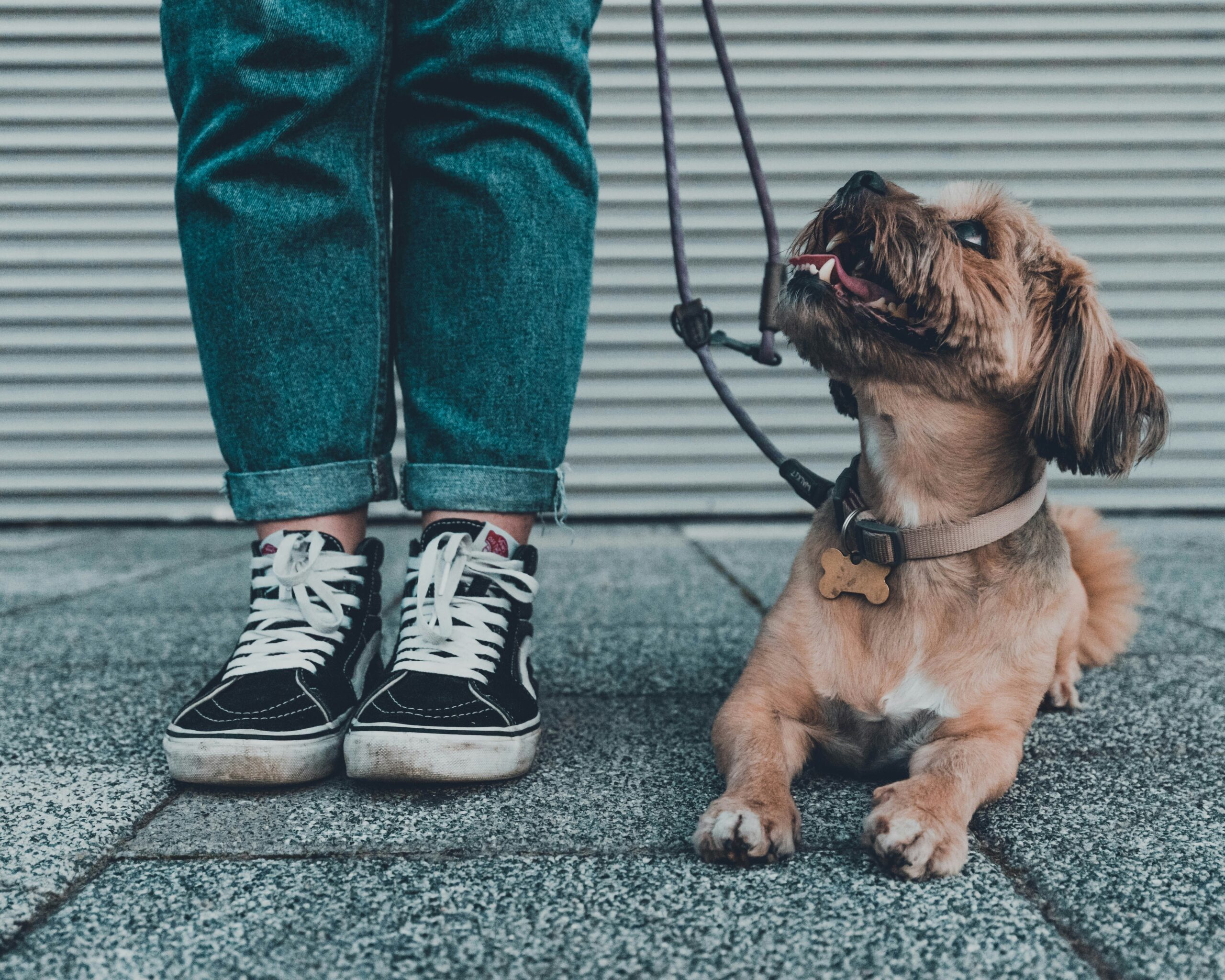Terug naar school – ook voor je hond