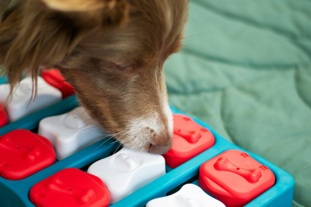 Waarom verrijking onmisbaar is voor het welzijn van je hond
