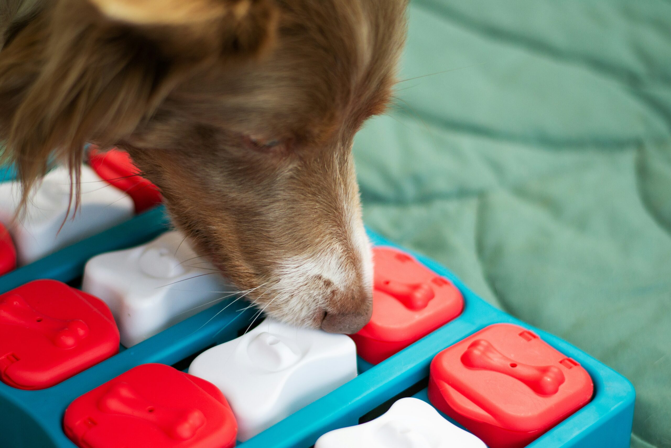 Waarom verrijking onmisbaar is voor het welzijn van je hond