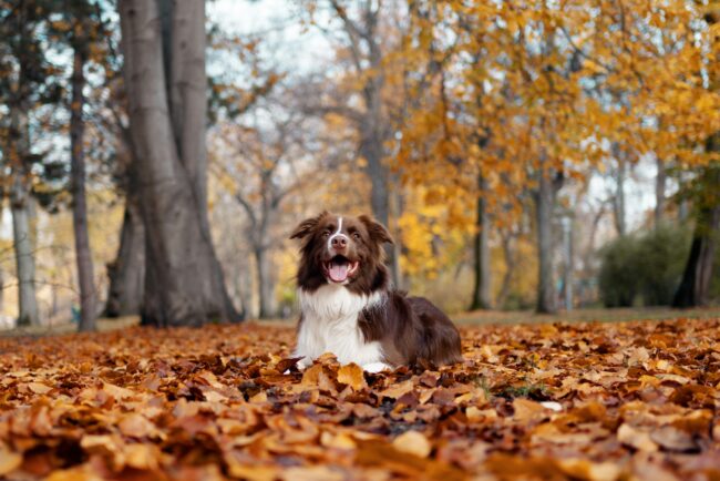 Gewrichtsproblemen bij je hond herkennen: 7 vroege signalen