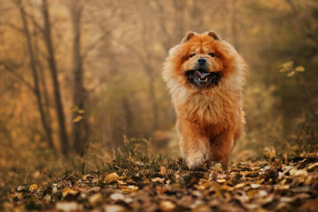 Je hond weer actief na de zomer: zo bouw je beweging veilig op