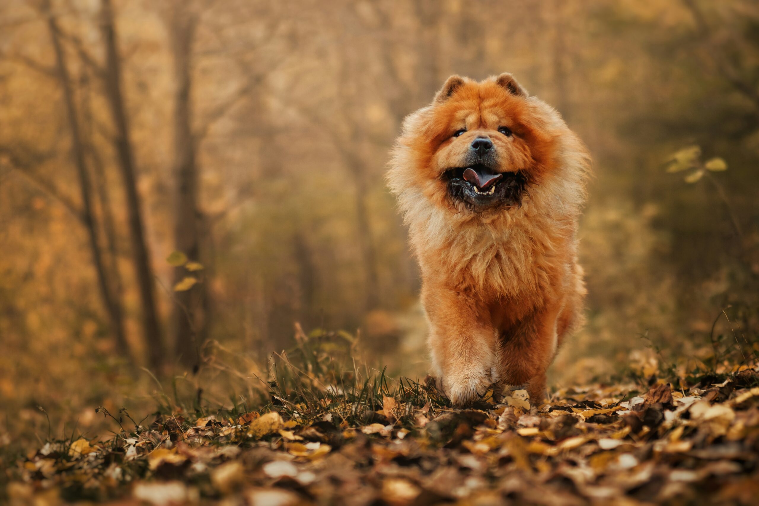 Je hond weer actief na de zomer: zo bouw je beweging veilig op